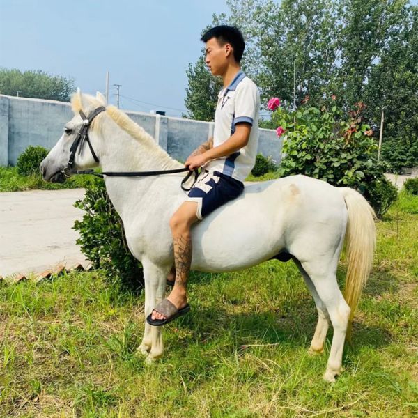 晋中宠物小马多少钱一只