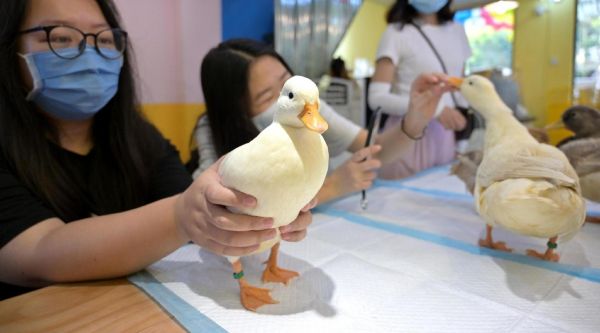 你喜欢吗？宠物鸭市场有多大？养殖户：宠物鸭的蛋不够卖，1只能卖到500元