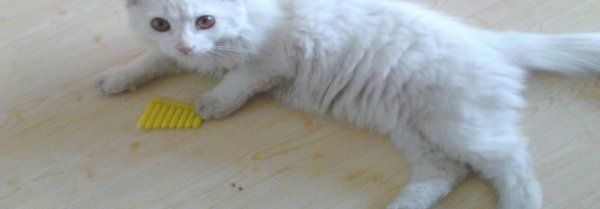 狮子猫小时候是长毛还是短毛
