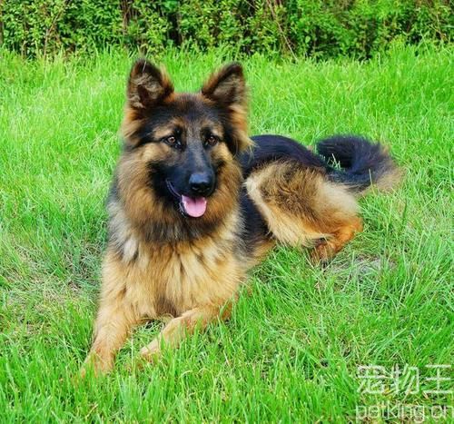 大狼狗的图片大全