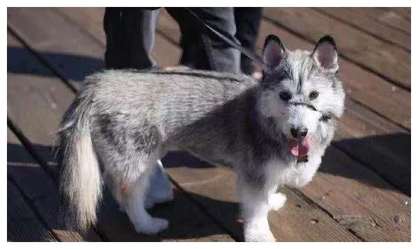 似狼似犬的野性物种狼犬我国的名犬有黑狼犬、狼青犬、昆明犬 第1张