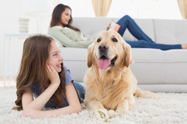 尤其适合楼房养的 12 种狗狗，哪只你想养？