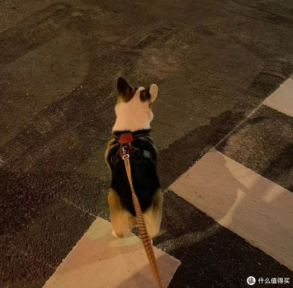 养狗应该如何养?