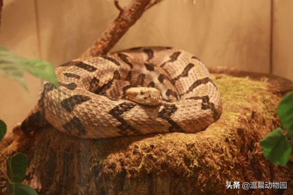 宠物蛇出现拒食现象有这五个原因，严重程度可大可小，但不能忽略