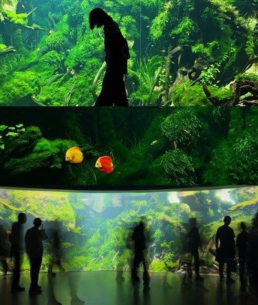 为了这个水底森林，我愿意特地回一趟上海❗️