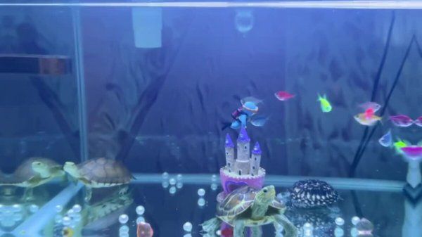 乌龟使用氟苯尼考用量、方法详细介绍