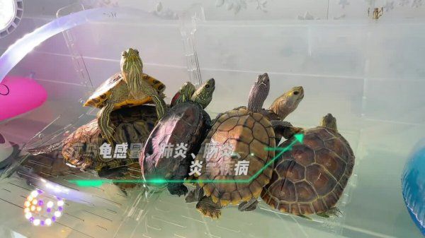 乌龟使用氟苯尼考用量、方法详细介绍