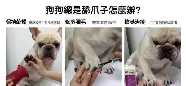 狗狗急救知识大全（宠物主人必看，出外旅行必备！）