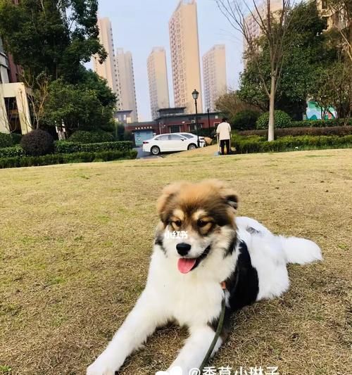 如何训练宠物狗谢谢？（掌握15个技巧，让你的狗狗更加听话）