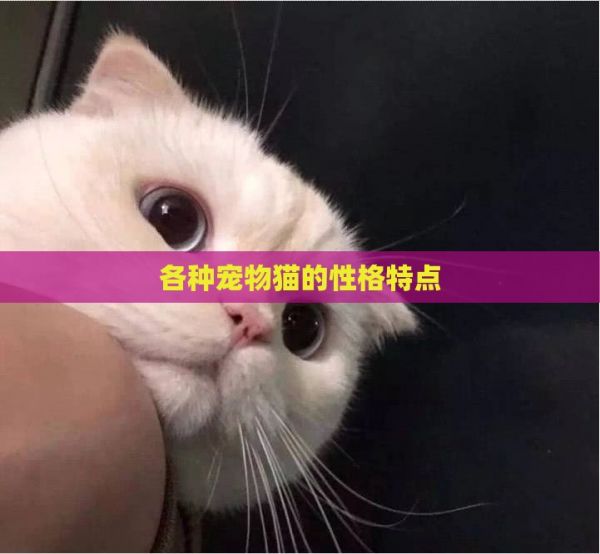 各种宠物猫的性格特点