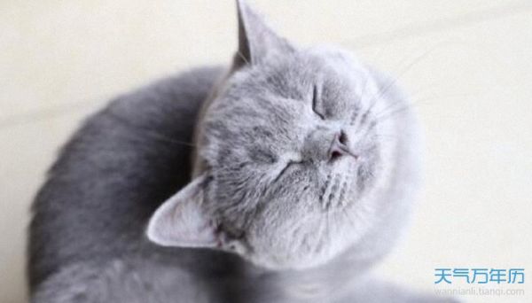 宠物猫咪名字大全可爱 猫咪的名字怎么取好听