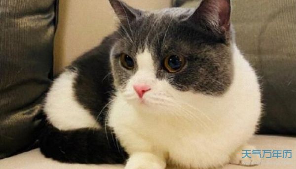宠物猫咪名字大全可爱 猫咪的名字怎么取好听
