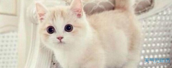 宠物猫咪名字大全可爱 猫咪的名字怎么取好听