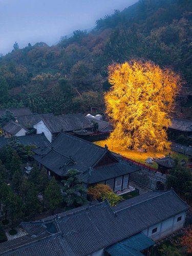 李世民亲手为长孙皇后栽的银杏树，1400年了