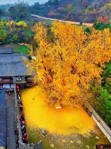 震撼！李世民亲手种的银杏树秋天必打卡