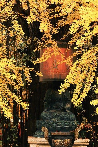 为了李世民种下的千年银杏树，我专门飞了趟西安