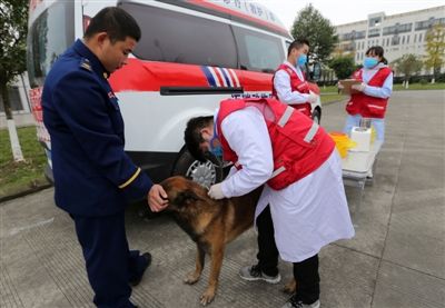 宠物医生正在为一只搜救犬打疫苗