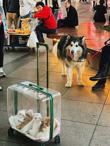 瓦达西瓦粑粑酱，是刚出生的小猫咪诶