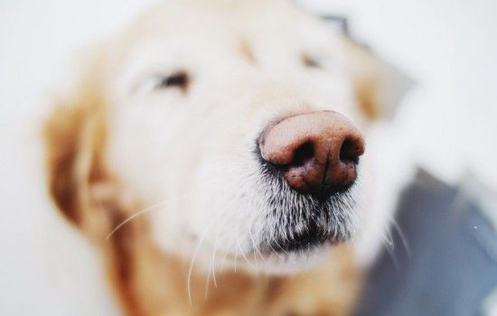 狗狗洗澡注意事项 这几个容易出现的问题你中招了吗？