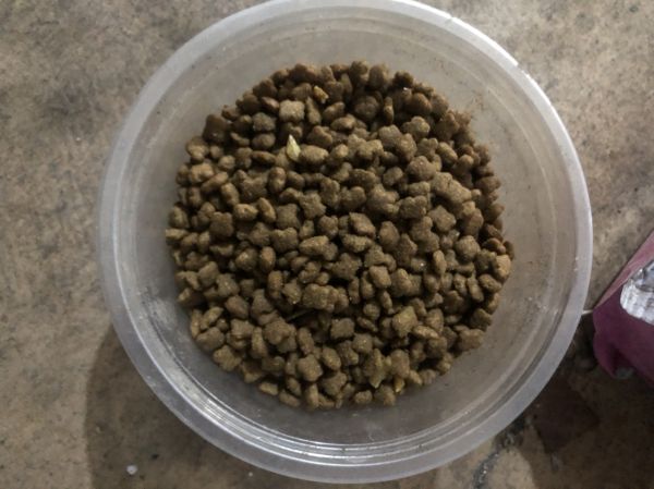 麦富迪佰萃猫粮 英短美短布偶折耳全通用天然粮三文鱼味添加蛋黄 佰萃(鳀鱼)幼猫粮2kg晒单图