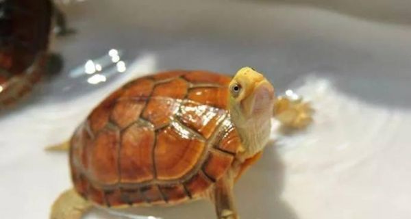 黄喉拟水龟的饲养方法（营养、水质、温度、饲料、水族箱、日常护理、疾病防治、生态环境）