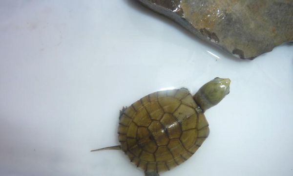 黄喉拟水龟的饲养方法（营养、水质、温度、饲料、水族箱、日常护理、疾病防治、生态环境）