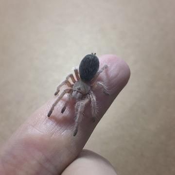 宠物蜘蛛会认主人吗，蜘蛛知道人在看他吗