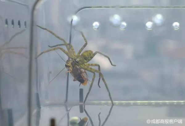 ▲白额高脚蛛正在捕食蟑螂