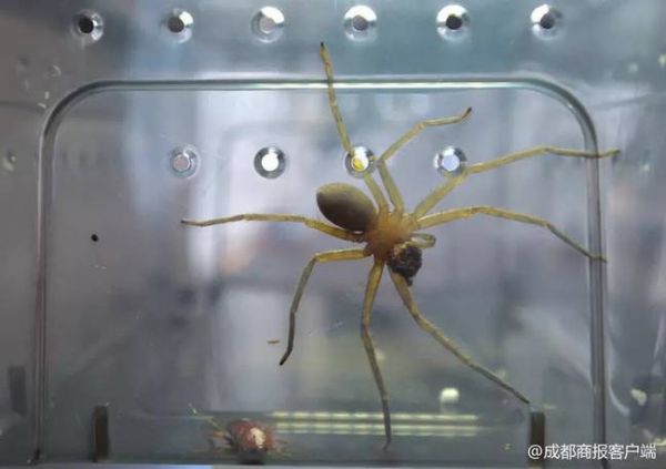▲白额高脚蛛正在捕食蟑螂