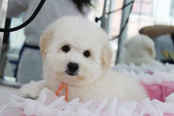 比熊犬舍 比熊价格 比熊图片 比熊犬多少钱 专业繁