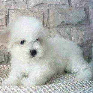 比熊犬舍 比熊价格 比熊图片 比熊犬多少钱 专业繁