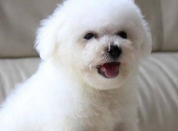 比熊犬舍 比熊价格 比熊图片 比熊犬多少钱 专业繁