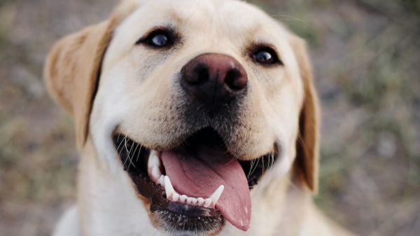 Image of a Golden Retriever