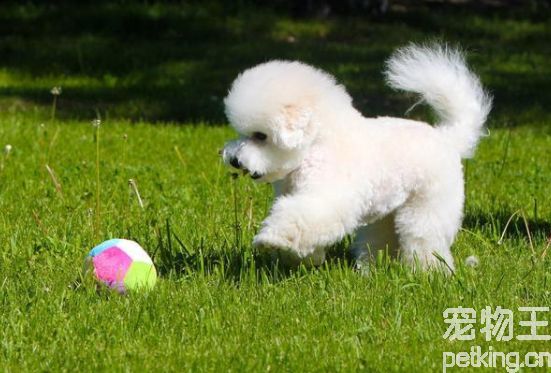 公园里的<a href=/picture/337_5/ target=_blank class=infotextkey>比熊犬图片</a>