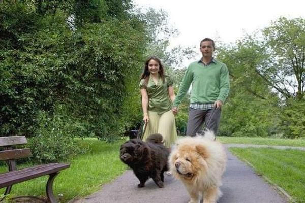 怎么辨别纯种比熊犬