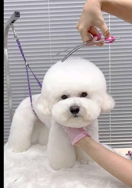 比熊犬剪毛全攻略（宠物主人必看，带你轻松掌握比熊犬剪毛技巧）