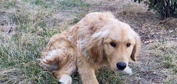 揭秘金毛寻回犬训练要素，让你的爱犬成为顶尖猎犬！（金毛寻回犬、训练要素、训练方法、猎犬技巧）