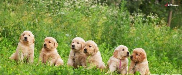 揭秘金毛寻回犬训练要素，让你的爱犬成为顶尖猎犬！（金毛寻回犬、训练要素、训练方法、猎犬技巧）