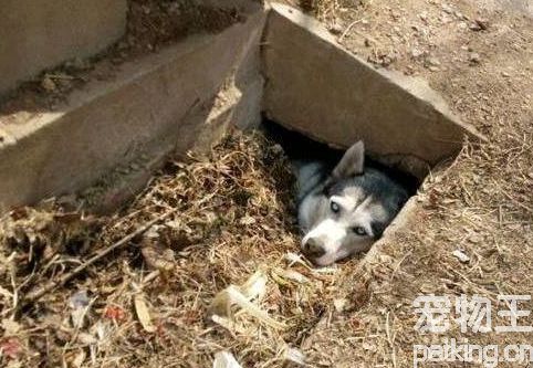 哈士奇经常眼屎多怎么回事
