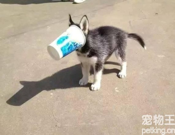 适合哈士奇的狗粮推荐