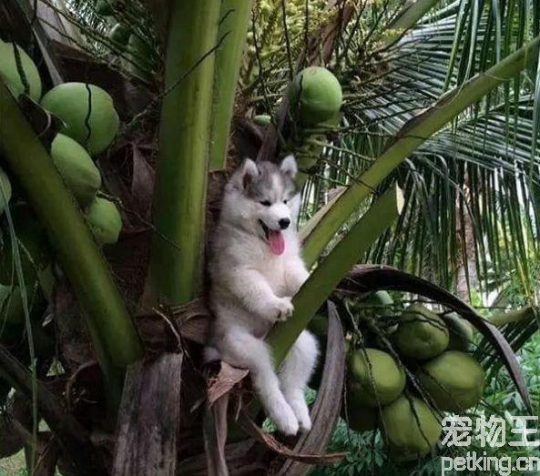 哈士奇经常拉稀怎么回事