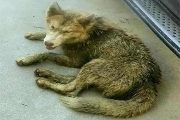 哈士奇犬一直咳嗽是怎么了？哈士奇犬一直咳嗽可以给它吃药吗？