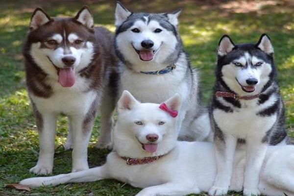 养哈士奇犬的注意事项 养哈士奇犬的6大禁忌
