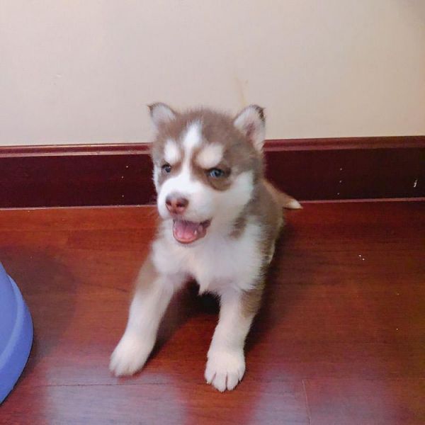 哈士奇小狗图片_哈士奇幼犬图片大全太可爱了