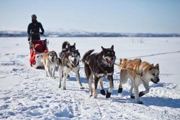哈士奇拉雪橇图片_纯种哈士奇雪地拉雪橇图片