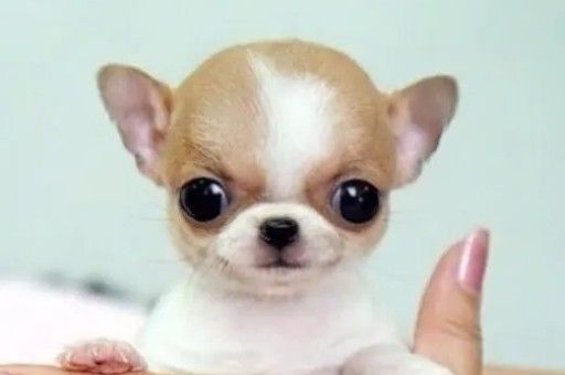 柯基犬长多大有多少重(柯基最大可以长到多少斤)