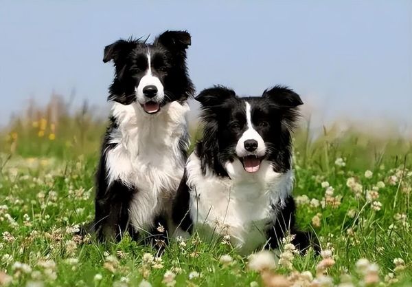边境牧羊犬怎么样？附边牧的价格与特点介绍