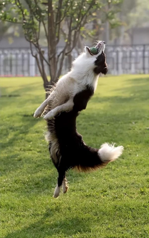 边境牧羊犬怎么样？附边牧的价格与特点介绍