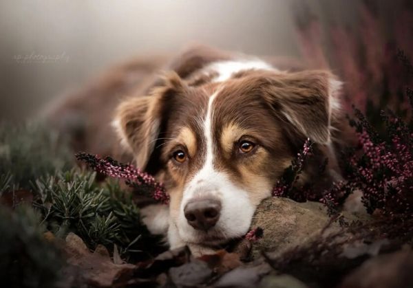 边境牧羊犬怎么样？附边牧的价格与特点介绍