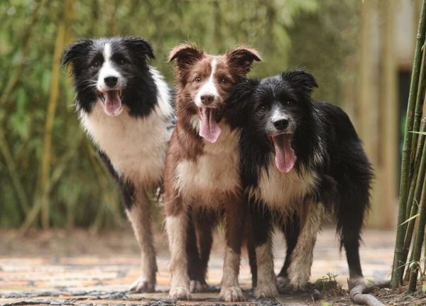 边境牧羊犬怎么样？附边牧的价格与特点介绍